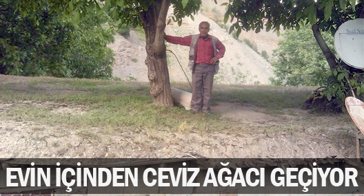 Evin İçinden Ceviz Ağacı Geçiyor