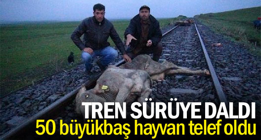 Tren sürüye daldı: 50 büyükbaş hayvan telef oldu
