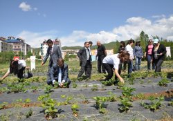 Dersim'de Emekler Çileğe Çilekler Reçele Projesi