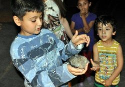 Tellere Takılan Kumruyu Kurtardılar