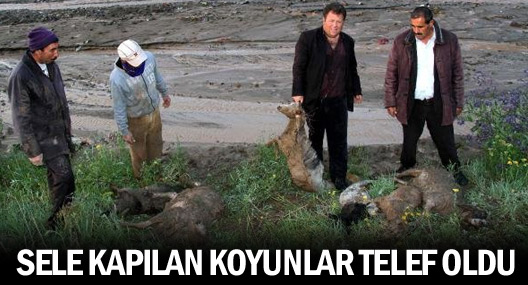 Muradiye'de Sele Kapılan Koyunlar Telef Oldu