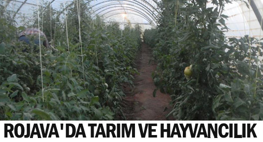 Rojava'da tarım ve hayvancılık gelişiyor