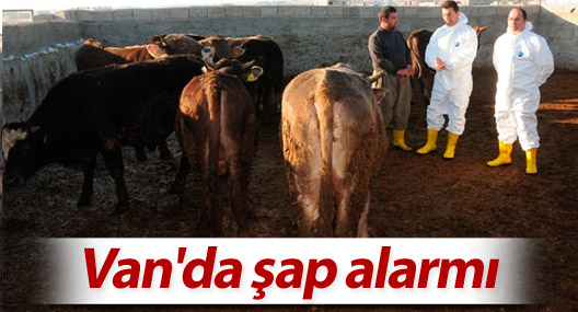 Van'da şap alarmı
