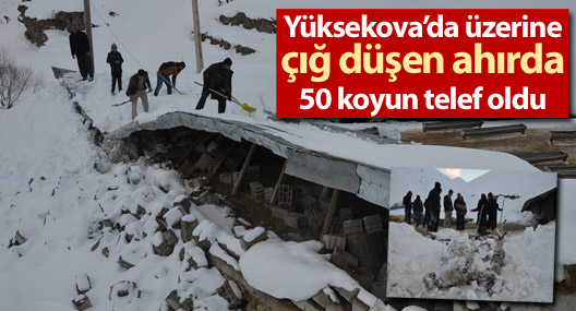 Yüksekova'da üzerine çığ düşen ahırdaki 50 koyun telef oldu