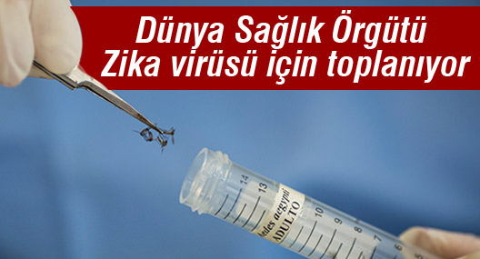 Dünya Sağlık Örgütü Zika virüsü için 'acil' toplanıyor