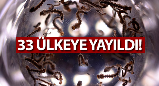 Dünya Sağlık Örgütü: Dünya'da 33 ülkede ZİKA virüsü var