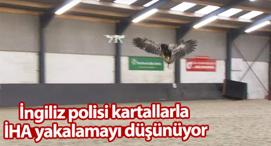İngiliz polisi kartallarla İHA yakalamayı düşünüyor