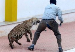 Hindistan'da bir leopar okula girdi, 6 kişiyi yaraladı
