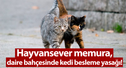 Hayvansever memura, daire bahçesinde kedi besleme yasağı!