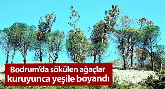 Bodrum’da sökülen ağaçlar kuruyunca yeşile boyandı