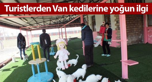 Turistlerden Van kedilerine yoğun ilgi