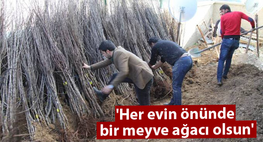 'Her evin önünde bir meyve ağacı olsun'