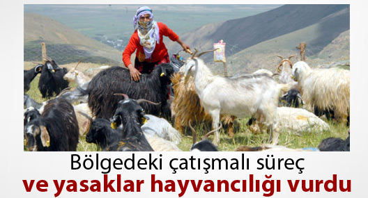 Çatışmalı süreç hayvancılık sektörünü vurdu