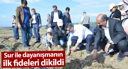 Sur ile dayanışmanın ilk fideleri dikildi