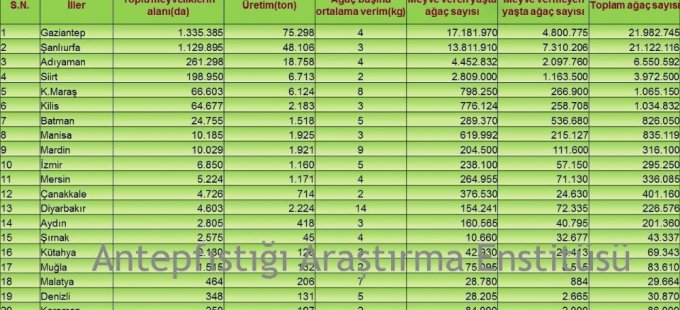 Antep fıstığını en çok yetiştiren il Gaziantep, en verimli yer Diyarbakır
