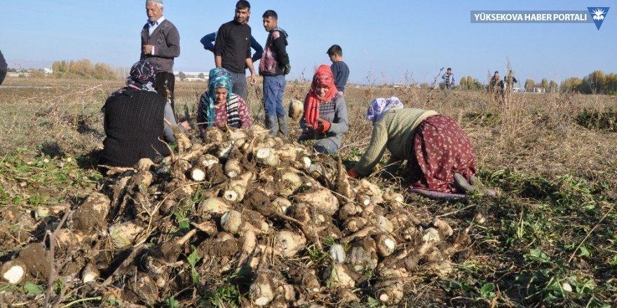 Sağanak yağış çiftçinin işini zorlaştırdı