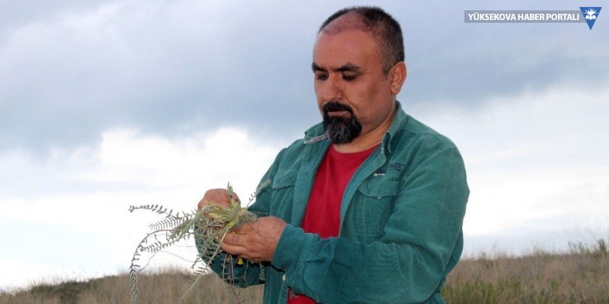 Ödüllü botanikçi 3 yeni nakıl bitkisi keşfetti