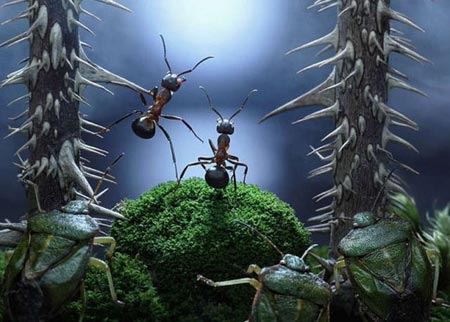 Karıncaların Büyüleyici Dünyası 10