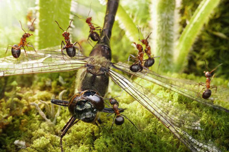 Karıncaların Büyüleyici Dünyası 12