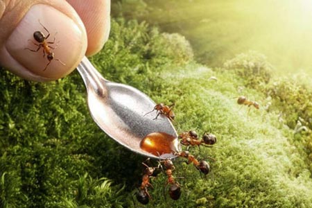 Karıncaların Büyüleyici Dünyası 13