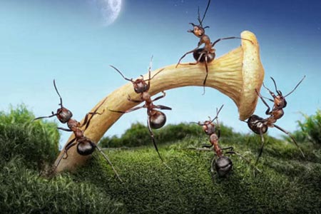 Karıncaların Büyüleyici Dünyası 14