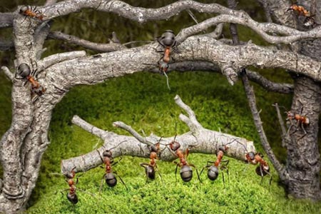Karıncaların Büyüleyici Dünyası 15