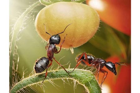 Karıncaların Büyüleyici Dünyası 17