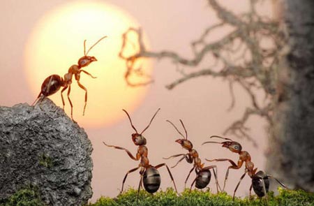 Karıncaların Büyüleyici Dünyası 2