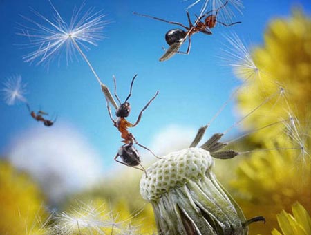 Karıncaların Büyüleyici Dünyası 20