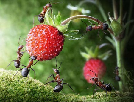 Karıncaların Büyüleyici Dünyası 22