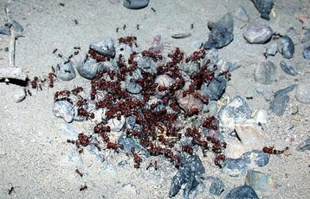 Karıncaların Büyüleyici Dünyası 26