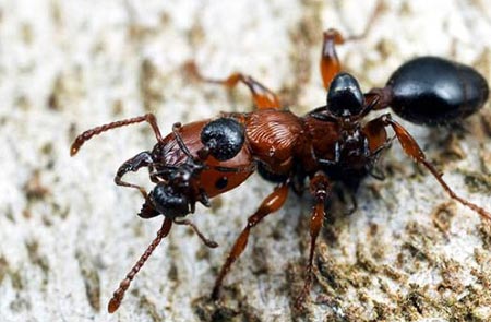 Karıncaların Büyüleyici Dünyası 27