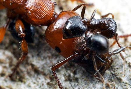 Karıncaların Büyüleyici Dünyası 28