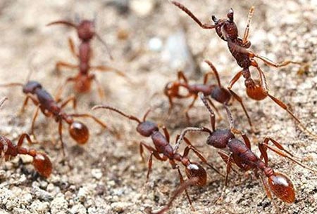Karıncaların Büyüleyici Dünyası 29