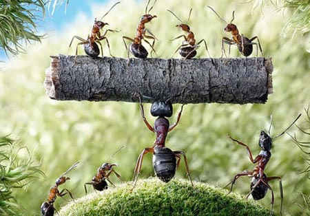 Karıncaların Büyüleyici Dünyası 3