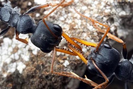 Karıncaların Büyüleyici Dünyası 30