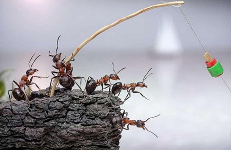 Karıncaların Büyüleyici Dünyası 4