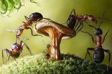 Karıncaların Büyüleyici Dünyası 5
