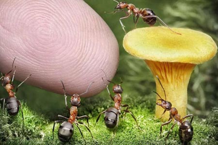 Karıncaların Büyüleyici Dünyası 6