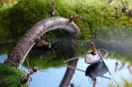 Karıncaların Büyüleyici Dünyası 7