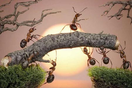 Karıncaların Büyüleyici Dünyası 8