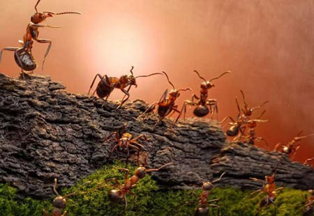 Karıncaların Büyüleyici Dünyası 9