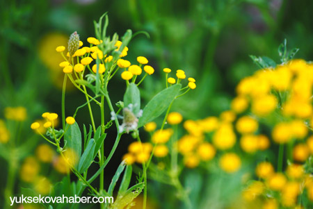 Yüksekova ovasındaki çiçekler görsel şölen sunuyor - 23-06-2012 4