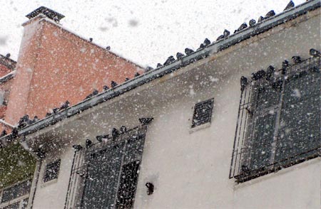 Van'da 2 gündür etkisini sürdüren kar yağışından kareler 18