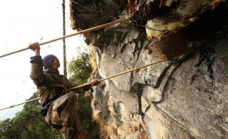 Nepal'in cesur insanlarının bal savaşı 17