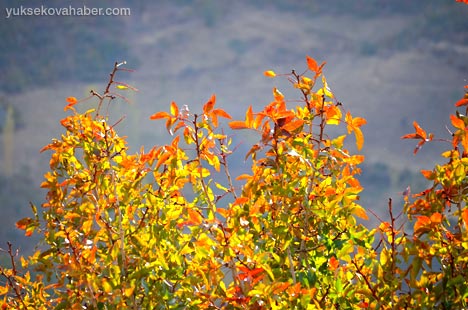 Şemdinli'de sonbahar güzelliği 13
