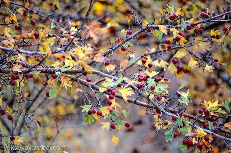 Şemdinli'de sonbahar güzelliği 27
