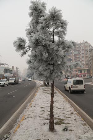 Diyarbakır'da dondurucu soğuğun güzelliği 10