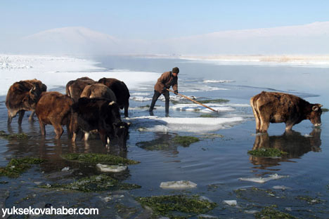 Baltayla buz kırıp hayvanlarını besliyorlar - Foto Galeri 1