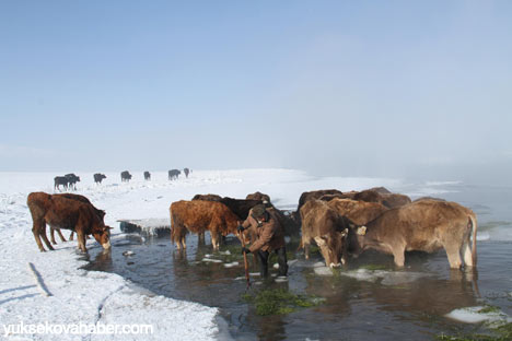 Baltayla buz kırıp hayvanlarını besliyorlar - Foto Galeri 10